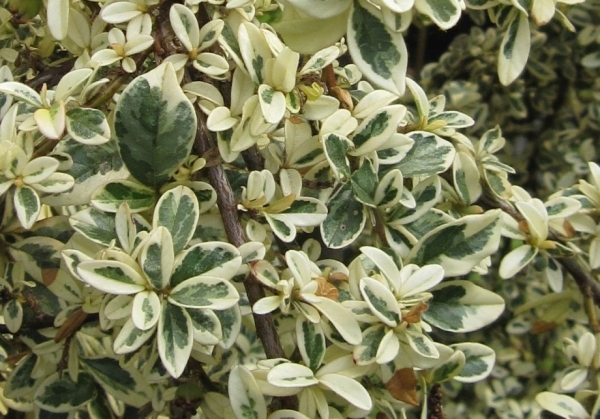 Cotoneaster dammeri Juliette 2