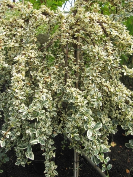 Cotoneaster dammeri Juliette 5