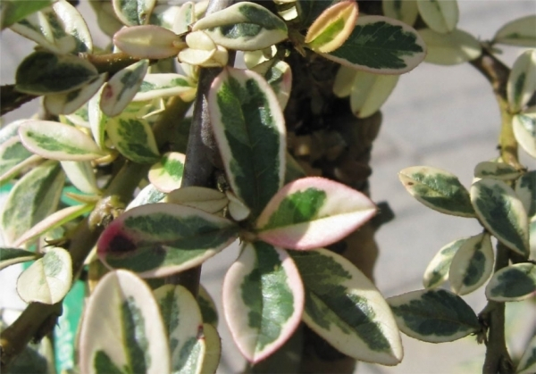 Cotoneaster dammeri Juliette 3