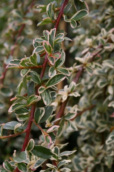 Cotoneaster dammeri Juliette 4