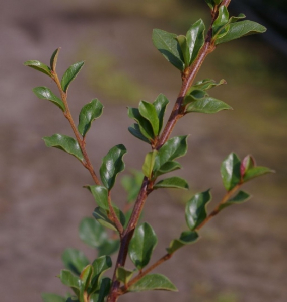 Die Felsenmispel oder Breite Strauchmispel, Cotoneaster divaricatus, besitzt eine sehr gute Winterhärte und ist Standorttolerant