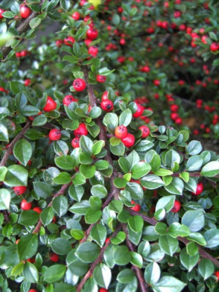 Cotoneaster horizontalis Fächermispel Zwergmispel