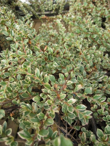 Cotoneaster horizontalis Variegatus 6