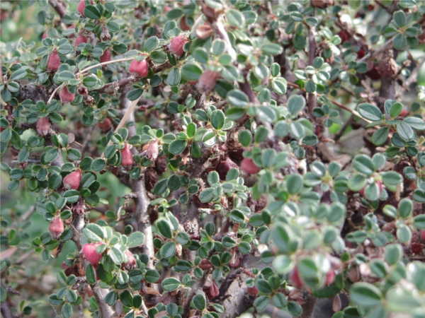 Cotoneaster micrphyllus melanotrichus Cochleatus 2