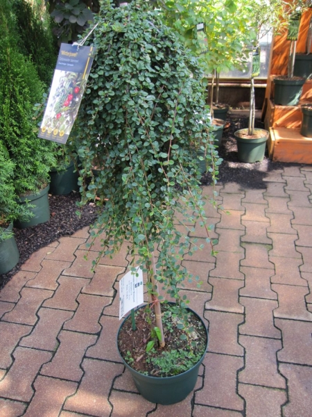 Cotoneaster praecox Boer 2