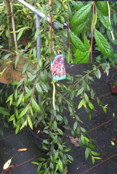 Cotoneaster salicifolius var. floccosus  1