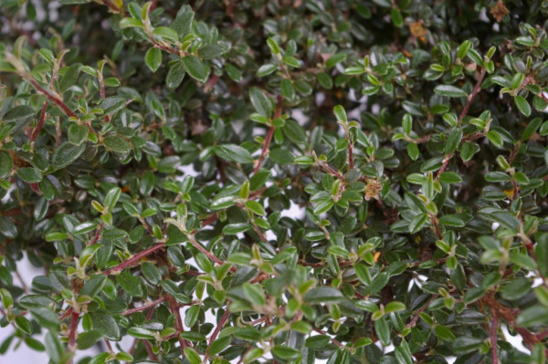 Zwergmispel Silver Shadow