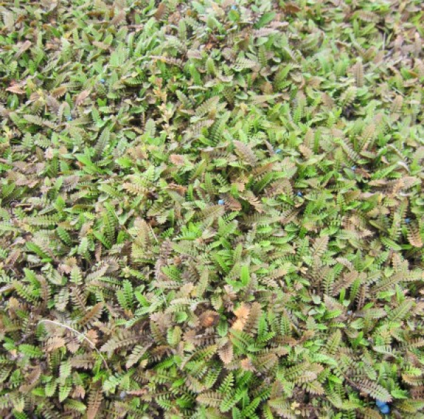 Fingerkraut Fiederteppich 2