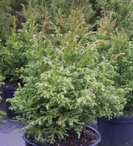 Cryptomeria japonica Jindai