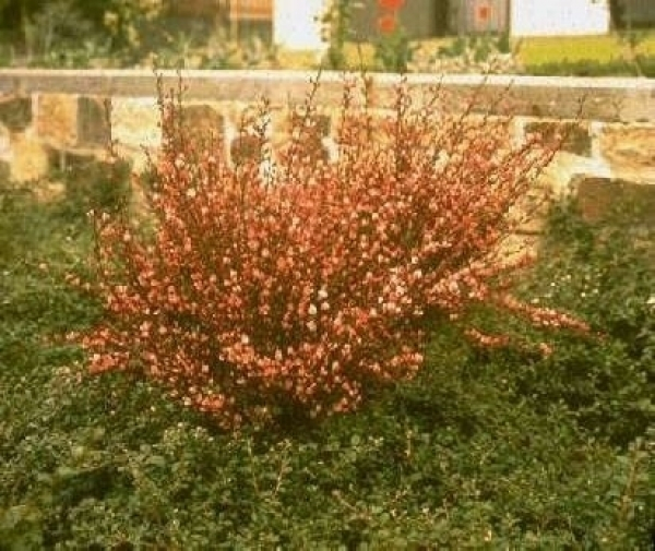 Cytisus x praecox Hollandia 2
