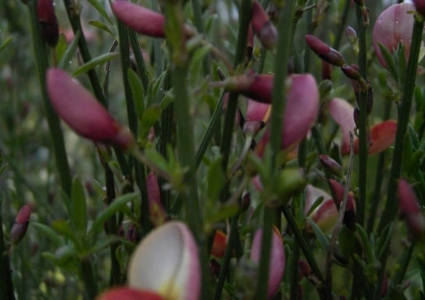 Cytisus praecox Zeelandia2