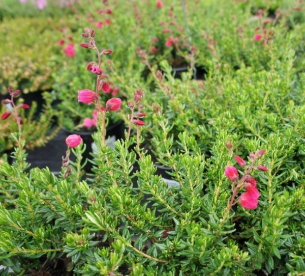 Die begrenzt winterharte Daboecia cantabrica Amelie -S- - Irische Heide Amelie -S- - Glanzheide - wächst als kleiner, buschiger Strauch. Von ca. Juni bis September erscheinen dunkelrote Blütenglocken.