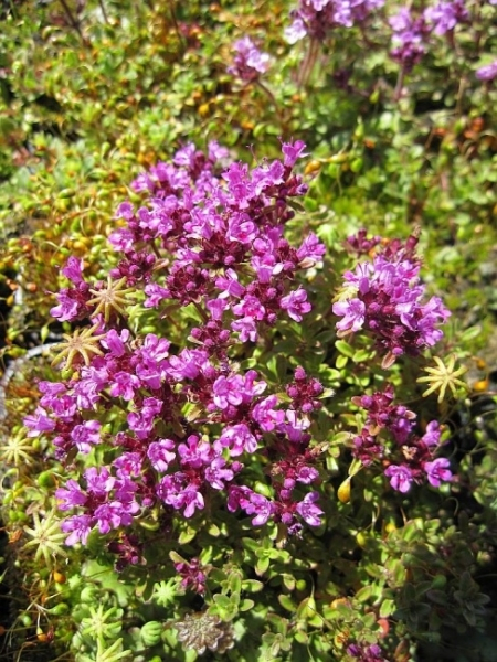 Thymus serpyllum Coccineus 3