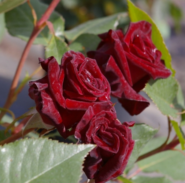 Edelrose Black Baccara 2