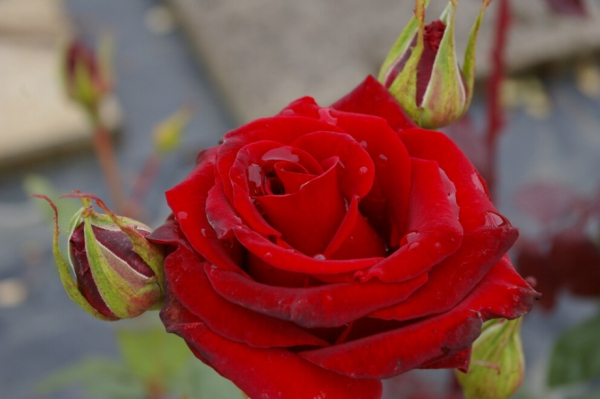 Die öfter- und reichblühende Edelrose Black Magic® - Rosa Black Magic® - Teehybride - samtiges dunkelrot - Tantau-Rose - zeigt ab Juni samtige, dunkelrote Blüten, die wunderbar gefüllt sind.