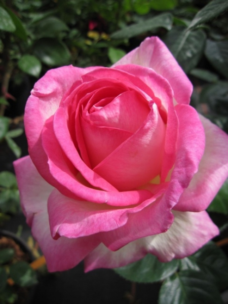 Edelrose Botticelli® - Rosa Botticelli® - lachsrosa - Duft+++ ist resistent gegen Mehltau und Sternrußtau.