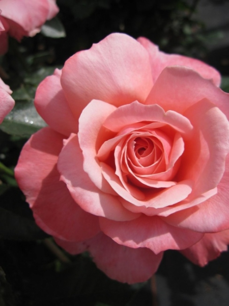 Edelrose Botticelli® - Rosa Botticelli® - lachsrosa - Duft+++ wächst kompakt und buschig mit einer besonders guten Winterhärte.