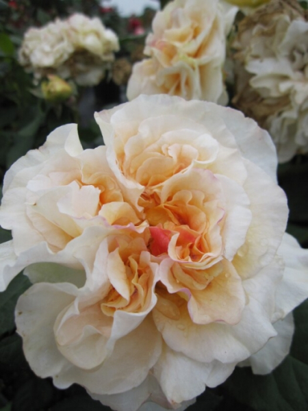 Edelrose Comtessa® - Rosa Comtessa® - Nostalgierose - cremefarbend - Duft++++ - Tantau-Rose - ist eine besonders winterharte Rose mit einem buschigen, aufrechten Wuchs.