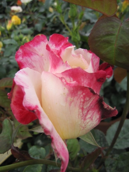 Edelrose Double Delight