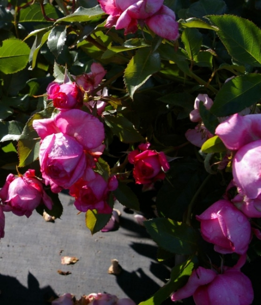 Edelrose La Rose de Molinard