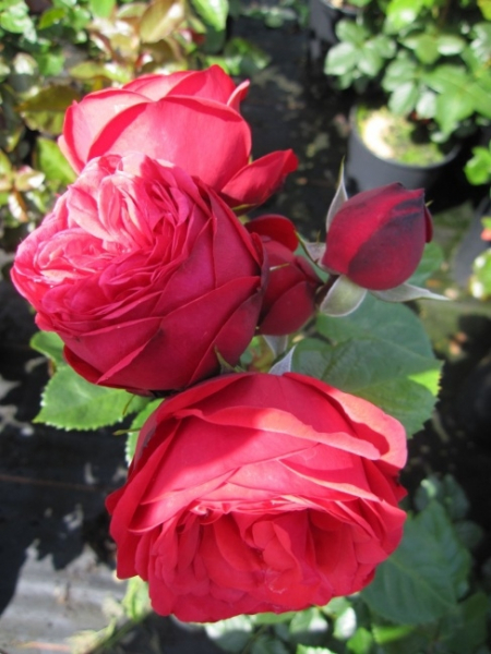 Edelrose Piano® - Rosa Piano® - mittelrot - Duft++ - Tantau-Rose - wächst kompakt, buschig und aufrecht als besonders winterharter Rosenstrauch.