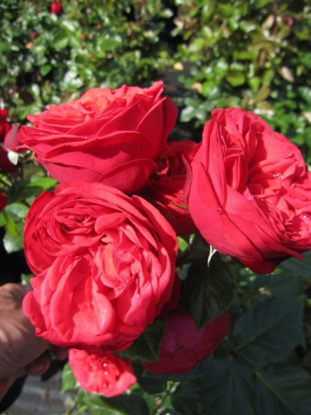 Edelrose Piano® - Rosa Piano® - mittelrot - Duft++ - Tantau-Rose - zeigt nostalgisch gefüllte, leuchtend, mittelrote, anfangs kugelige, später becherförmige Blüten, die einen zarten Himbeerduft besitzen.