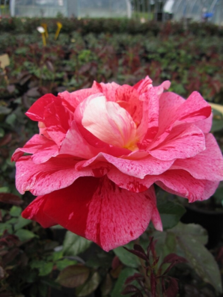 Edelrose Rachel Louise Moran