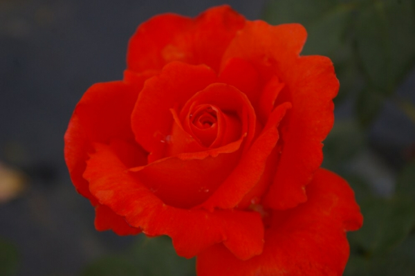 Edelrose Rosa Alexander® leuchtend zinnoberrot Duft++ blüht in den Monaten Mai bis September. Sie ist öfter- und reichblühend.