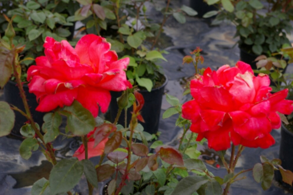 Edelrose Rosa Alexander® leuchtend zinnoberrot Duft++ hat mittelgrünes glänzendes Laub.