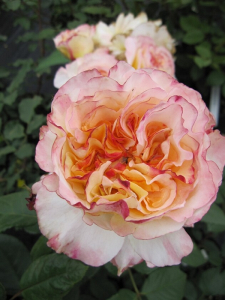 Edelrose Rosa Aquarell 1