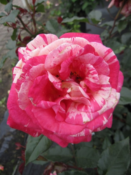 Edelrose Rosa Broceliande 2