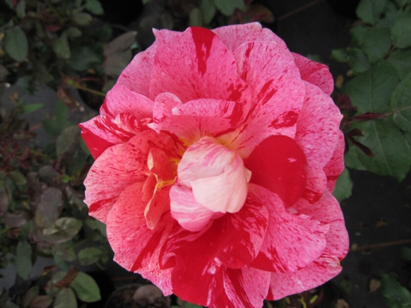 Edelrose Rachel Louise Moran