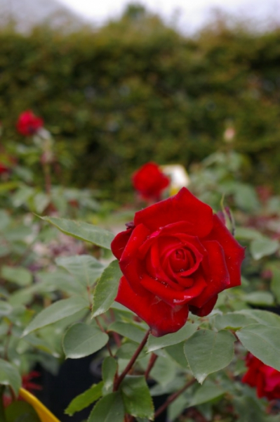 Edelrose Rosa Ruby Wedding® Teehybride & Moderne Rose rubinrot Duft+ besitzt eine sehr gute Winterhärte.