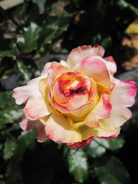 Edelrose Trinidad® - Rosa Trinidad® - apricot-gelb - erinnert aufgrund ihrer Färbung an einen Sonnenuntergang in der Karibik. Die apricot-gelben Blüten sind gefüllt und groß.