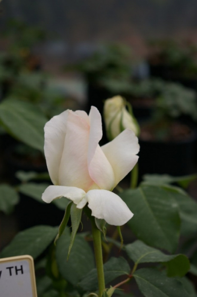 Edelrose White Symphony - Rosa White Symphony® - Teehybride - Moderne Rose - weiß - Duft - besitzt eine besonders gute Winterhärte.