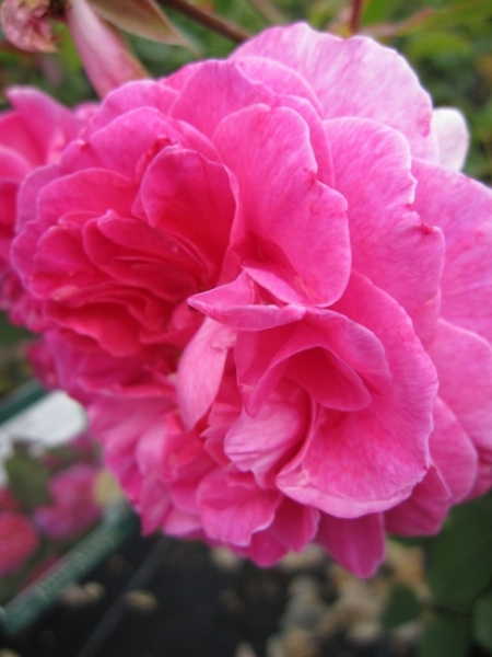 Englische Rose Englands Rose