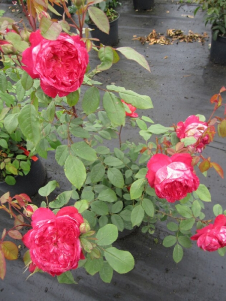 Die buschige und aufrechtwachsende Englische Rose Benjamin Britten® - Rosa Benjamin Britten® - rot-orange - Duft+++ - Austin Rose - besitzt eine besonders gute Winterhärte.