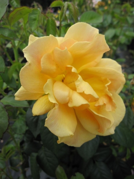 Englische Rose Easy Going 3