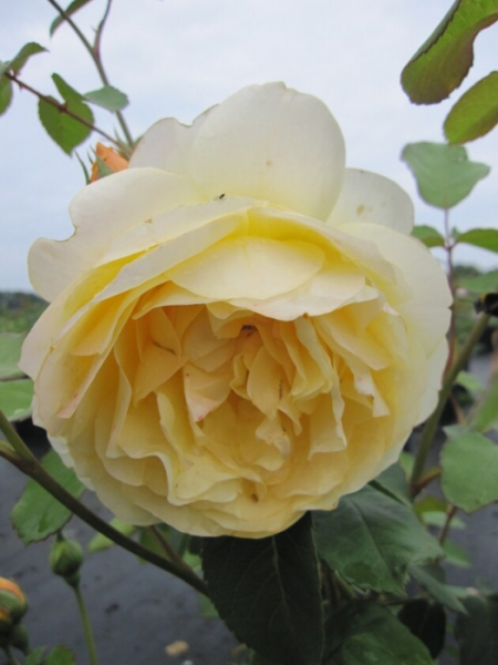 Rosa Graham Thomas 2