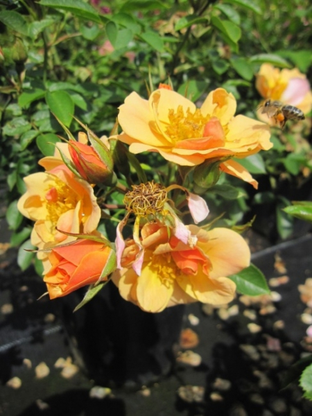 Der buschige und kompakte Wuchs der Englischen Rose Happy Days® - Rosa Happy Days® - gelb-apricot - Harkness-Rose - ist besonders gut winterhart. Die Rose bevorzugt halbschattige bis sonnige Standorte.