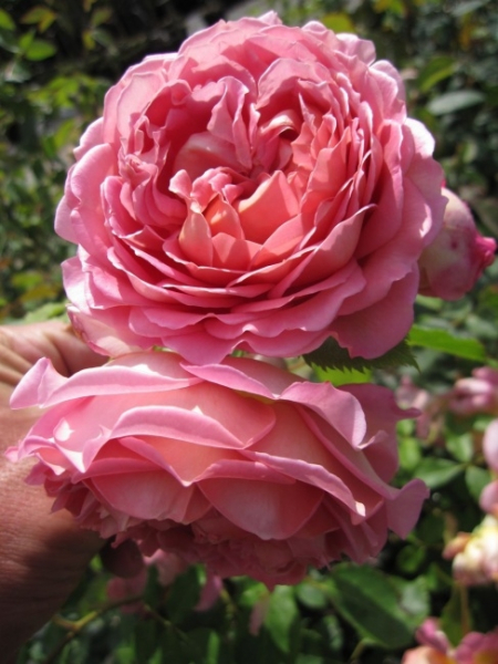 Englische Rose Jubilee Celebration® syn. Aushunter - Rosa Jubilee Celebration® syn. Aushunter® - lachsrosa bis rosa - Duft+++++ - Austin-Rose - überzeugt mit lachsrosa Blüten, die an der Blütenunterseite einen zarten Goldton aufweisen. Der starke Rosenduf
