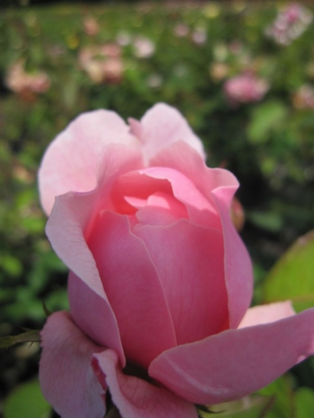 Englische Rose The Alnwick Rose® syn. Ausgrab® - Rosa The Alnwick Rose® syn. Ausgrab® - rosa - Duft+++ - Austin-Rose - benötigt einen luftigen und sonnigen Standort.