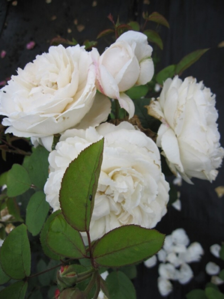Englische Rose Winchester Cathedral® syn. Auscat® - Rosa Winchester Cathedral® syn. Auscat® - weiß - Duft+++ - Austin-Rose - zeigt doppelt gefüllte , weiße Blüten, die einen alten Rosenduft mit Nuancen von Hong und Mandelblüten.