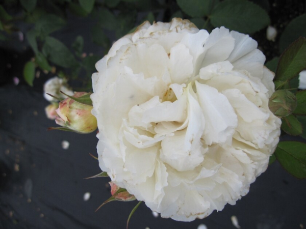 Englische Rose Winchester Cathedral® syn. Auscat® - Rosa Winchester Cathedral® syn. Auscat® - weiß - Duft+++ - Austin-Rose - wächst buschig, kompakt und aufrecht.