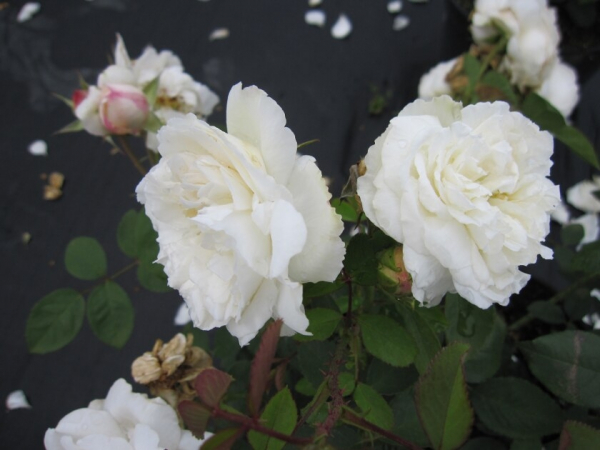 Englische Rose Winchester Cathedral® syn. Auscat® - Rosa Winchester Cathedral® syn. Auscat® - weiß - Duft+++ - Austin-Rose - benötigt einen halbschattigen bzw. sonnigen Standort.