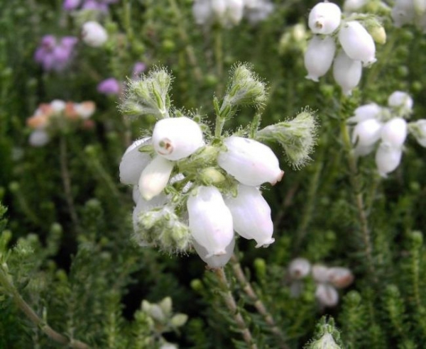 Erica tetralix Alba Mollis - Glockenheide Alba Mollis  - Moorheide - blüht mit zahlreichen reinweißen Blütenglöckchen. Die immergrüne Glockenheide besitzt eine sehr gute Winterhärte und wächst buschig und aufrecht.