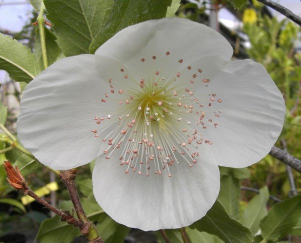chilenischer Kamelienbaum 2