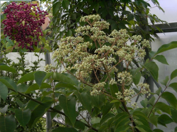 Euodia hupehensis 2