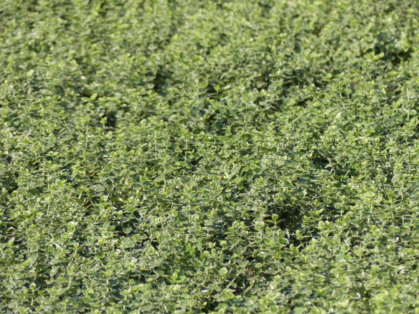 Euonymus fortunei Emerald Gaiety 2