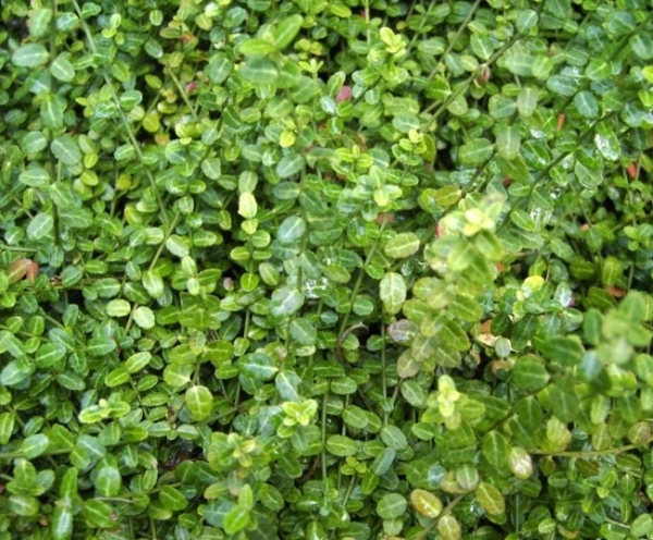 Euonymus fortunei Minimus - Teppichspindel Minimus - wächst als immergrüner, kleiner, polsterbildender Strauch. Der Standort sollte halbschattig bis sonnig sein. Die Winterhärte ist besonders gut.